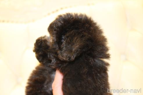 成約済の東京都のトイプードル-157956の2枚目