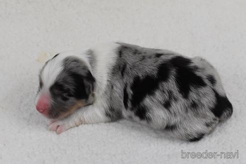 成約済の三重県のボーダーコリー-158095の4枚目