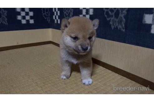 成約済の佐賀県の豆柴-158105の2枚目