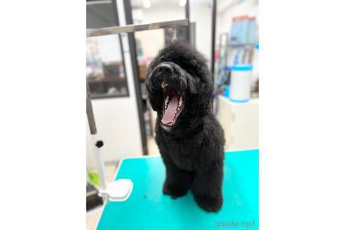 成約済の東京都のミックス犬-145920の17枚目