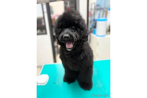 成約済の東京都のミックス犬-145920の16枚目
