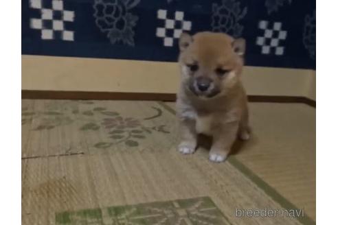 成約済の佐賀県の豆柴-158108の1枚目