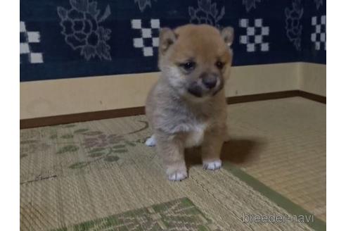成約済の佐賀県の豆柴-158108の2枚目