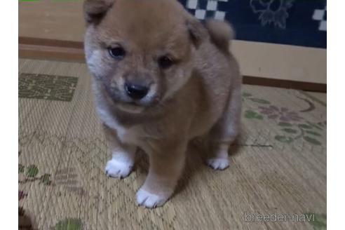 成約済の佐賀県の豆柴-158110の1枚目