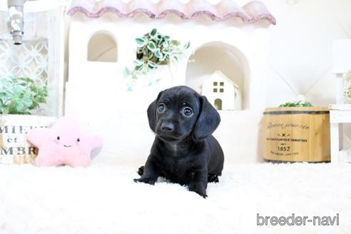 成約済の佐賀県のカニンヘンダックスフンド(ワイヤーヘアード)-158121の5枚目