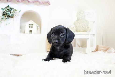 成約済の佐賀県のカニンヘンダックスフンド(ワイヤーヘアード)-158121の4枚目