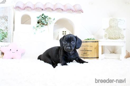 成約済の佐賀県のカニンヘンダックスフンド(ワイヤーヘアード)-158121の3枚目