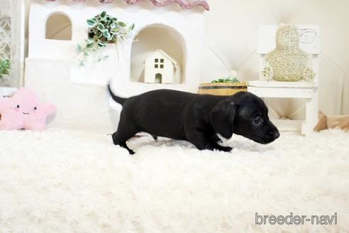 成約済の佐賀県のカニンヘンダックスフンド(ワイヤーヘアード)-158121の2枚目