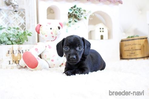 成約済の佐賀県のカニンヘンダックスフンド(ワイヤーヘアード)-158124の1枚目