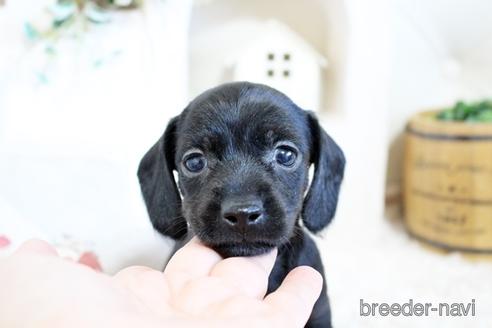 成約済の佐賀県のカニンヘンダックスフンド(ワイヤーヘアード)-158124の5枚目