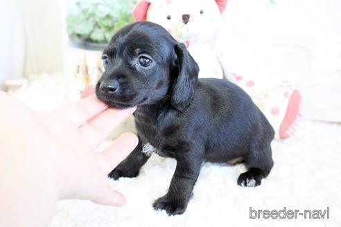 成約済の佐賀県のカニンヘンダックスフンド(ワイヤーヘアード)-158124の4枚目