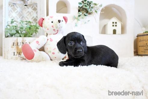 成約済の佐賀県のカニンヘンダックスフンド(ワイヤーヘアード)-158124の3枚目