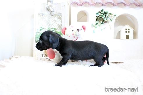 成約済の佐賀県のカニンヘンダックスフンド(ワイヤーヘアード)-158124の2枚目