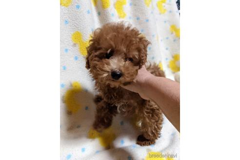 成約済の愛媛県のタイニープードル-147315