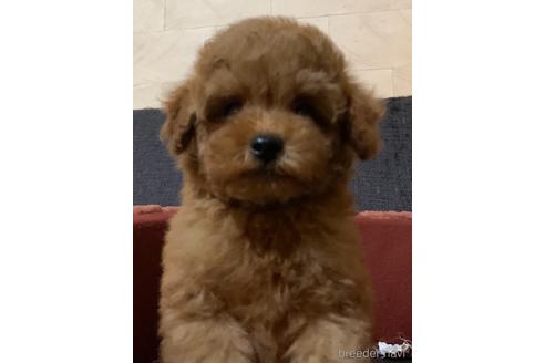 成約済の静岡県のトイプードル-158143の2枚目