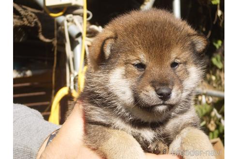 成約済の三重県の柴犬-158149の1枚目