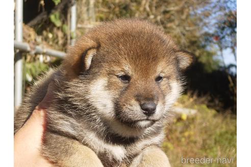 成約済の三重県の柴犬-158149の3枚目