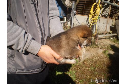 成約済の三重県の柴犬-158149の2枚目