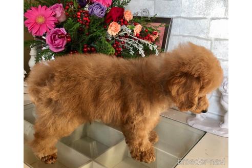 成約済の岡山県のタイニープードル-157015の2枚目