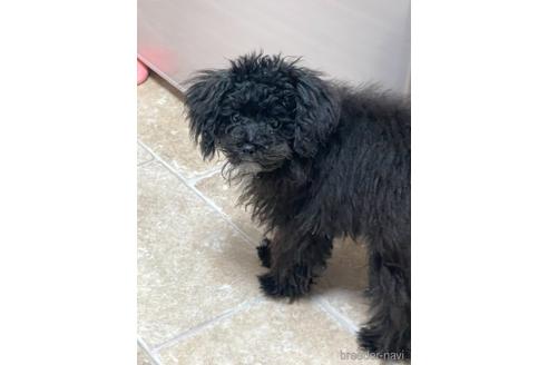 成約済の埼玉県のその他の犬種-141858