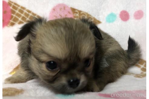 成約済の千葉県のチワワ(ロングコート)-154493の5枚目