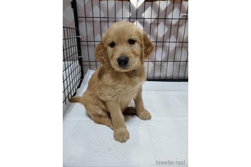 岩手県のミックス犬 男の子 21 10 06生まれ ゴールデンレトリバーとアイリッシュセッターのミックス Baby 子犬id ブリーダーナビ