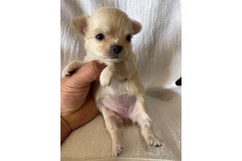 成約済の埼玉県のチワワ(ロングコート)-156581の1枚目