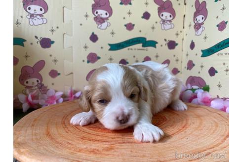 成約済の栃木県のミックス犬-156102の1枚目