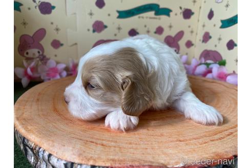 成約済の栃木県のミックス犬-156102の2枚目