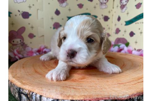 成約済の栃木県のミックス犬-156103の1枚目