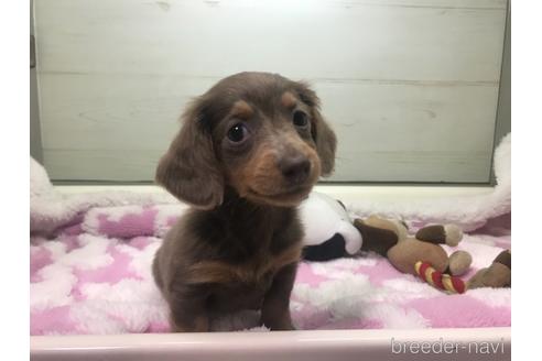 成約済の福岡県のカニンヘンダックスフンド(ロングヘアード)-158181の5枚目