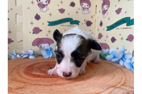 成約済の栃木県のパピヨン-158187の3枚目