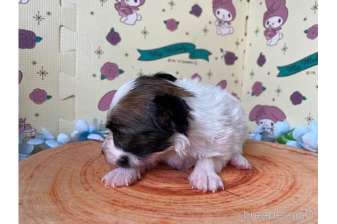 成約済の栃木県のパピヨン-158189の5枚目