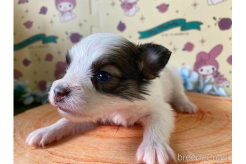 成約済の栃木県のパピヨン-158191の1枚目