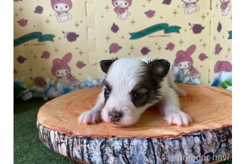 成約済の栃木県のパピヨン-158191の3枚目