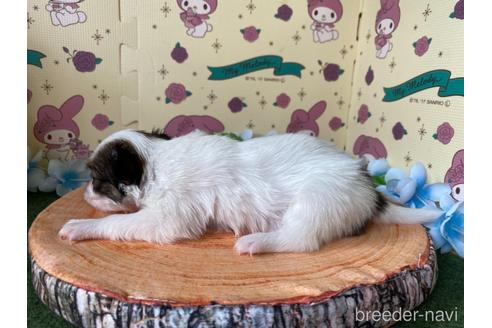 成約済の栃木県のパピヨン-158191の6枚目