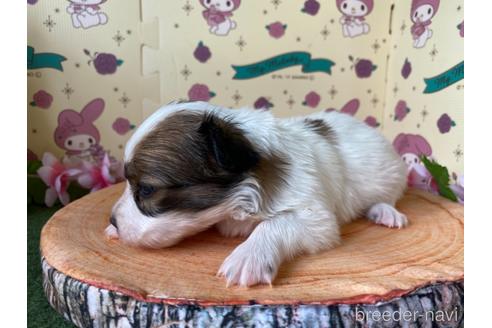 成約済の栃木県のパピヨン-158192の8枚目