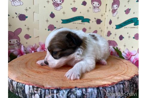 成約済の栃木県のパピヨン-158192の9枚目