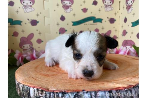 成約済の栃木県のパピヨン-158192の5枚目