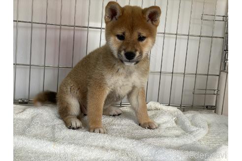 成約済の岡山県の柴犬-151246の1枚目
