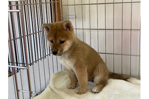 成約済の岡山県の柴犬-151246の5枚目