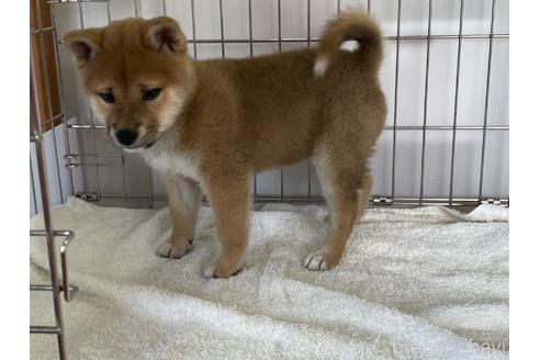 成約済の岡山県の柴犬-151246の4枚目