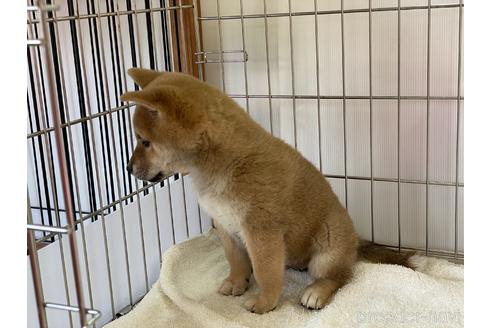 成約済の岡山県の柴犬-151246の3枚目