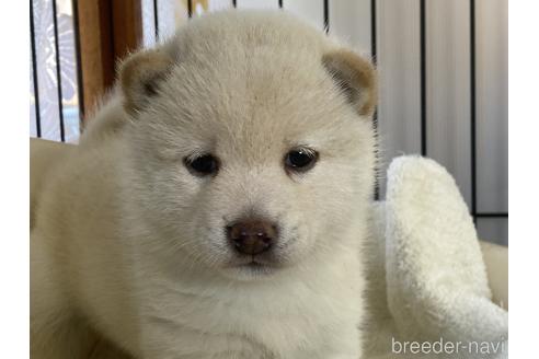 成約済の岡山県の豆柴-155086の1枚目