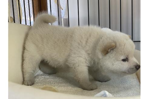 成約済の岡山県の豆柴-155086の4枚目