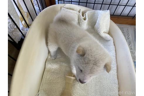 成約済の岡山県の豆柴-155086の3枚目