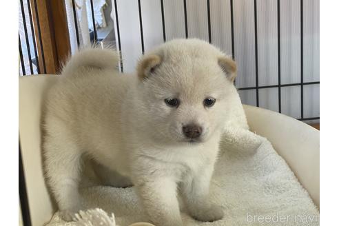 成約済の岡山県の豆柴-155086の2枚目