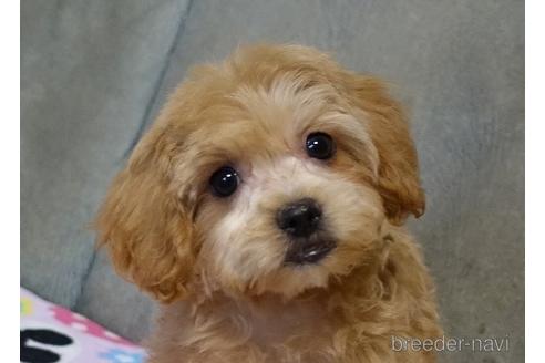 子犬