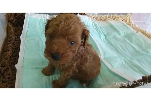 成約済の愛知県のトイプードル-156041の1枚目