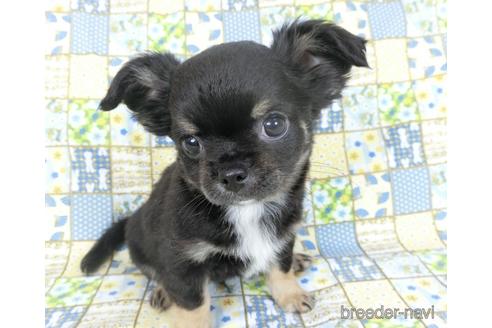 成約済の千葉県のチワワ(ロングコート)-158263